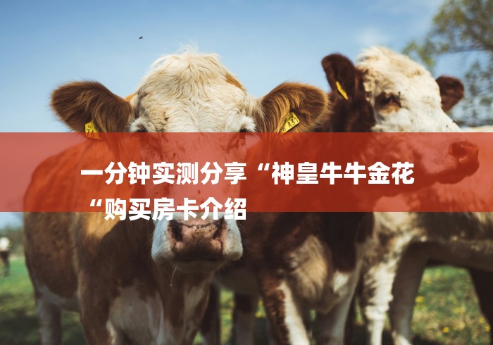 一分钟实测分享“神皇牛牛金花
“购买房卡介绍