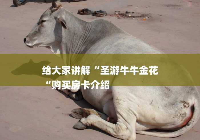 给大家讲解“圣游牛牛金花
“购买房卡介绍