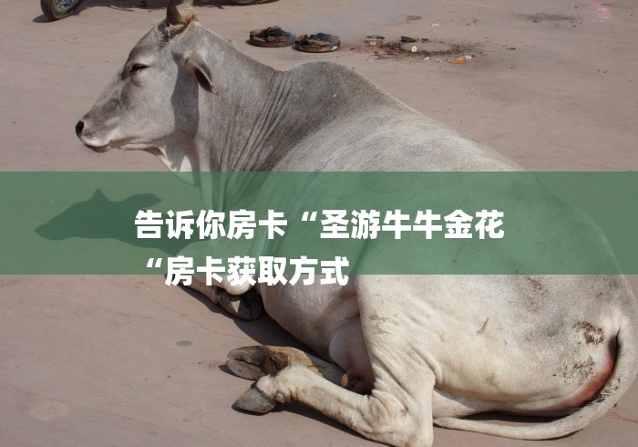 告诉你房卡“圣游牛牛金花
“房卡获取方式