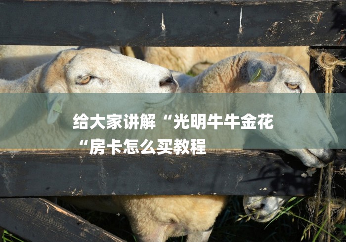 给大家讲解“光明牛牛金花
“房卡怎么买教程