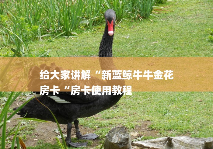 给大家讲解“新蓝鲸牛牛金花
房卡“房卡使用教程